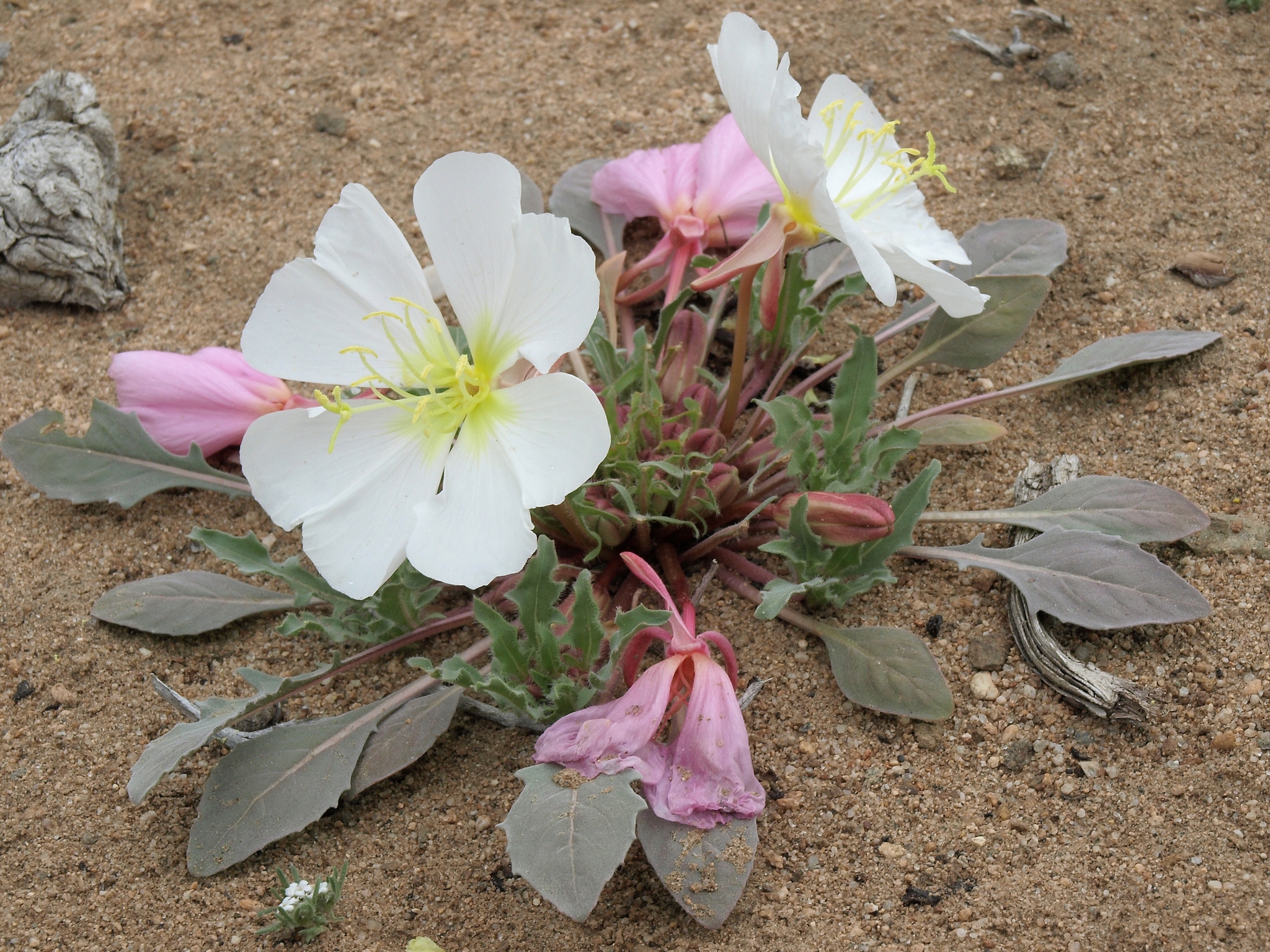Oenothera deltoides ssp. piperi