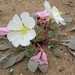 Oenothera deltoides piperi - Photo (c) Jim Morefield,  זכויות יוצרים חלקיות (CC BY), uploaded by Jim Morefield