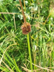 Juncus conglomeratus