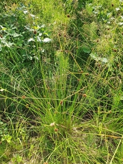 Juncus conglomeratus
