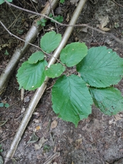 Corylus avellana