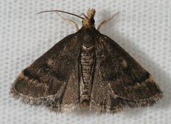 Loxostegopsis merrickalis