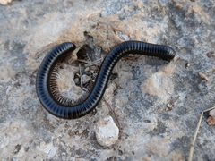 Archispirostreptus syriacus