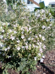 Origanum majorana