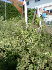 Origanum majorana