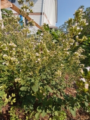 Origanum majorana