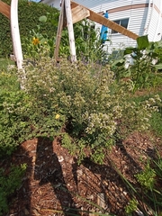 Origanum majorana