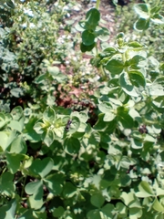 Origanum majorana