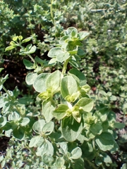 Origanum majorana