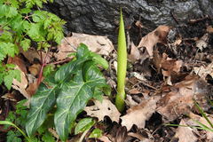 Arum italicum