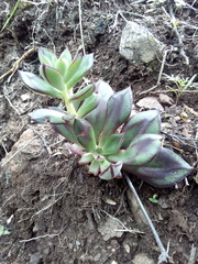 Echeveria nodulosa