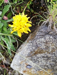Jacobaea carniolica