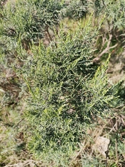 Dicerothamnus