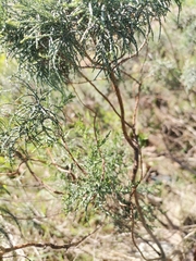 Dicerothamnus