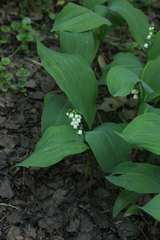 Convallaria majalis