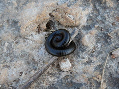 Archispirostreptus syriacus