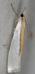 Crambus girardellus