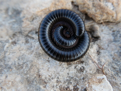 Archispirostreptus syriacus