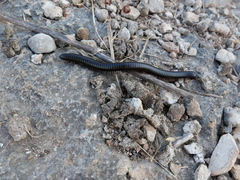 Archispirostreptus syriacus