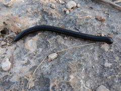 Archispirostreptus syriacus