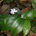 Tripladenia cunninghamii - Photo (c) Pete Woodall, algunos derechos reservados (CC BY-NC), subido por Pete Woodall