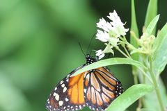 Danaus cleophile
