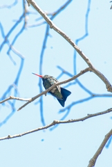 Chlorostilbon lucidus