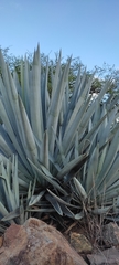 Agave tequilana