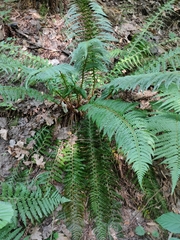Polystichum aculeatum