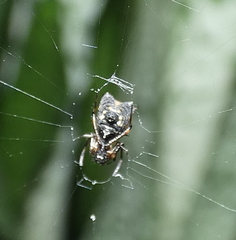 Micrathena picta