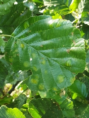 Acalitus brevitarsus