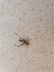 Pseudochorthippus parallelus