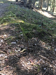 Epipactis microphylla