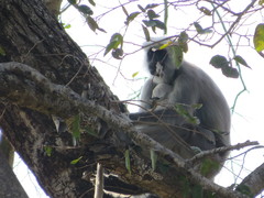 Semnopithecus schistaceus