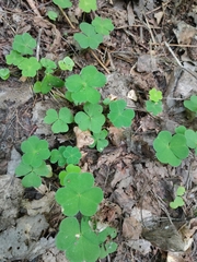 Oxalis acetosella