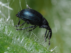 Ceratapion onopordi
