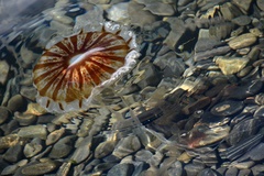 Chrysaora melanaster