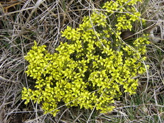 Draba hispanica