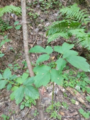Acer negundo