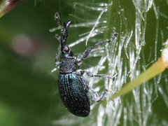 Ceratapion onopordi