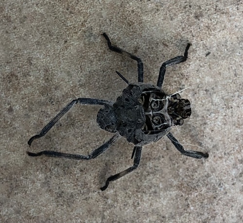 Štitaste stjenice (Pentatomidae)