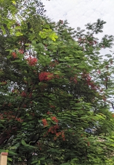Delonix regia