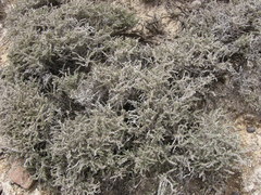 Frankenia thymifolia