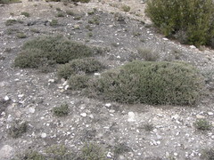 Frankenia thymifolia