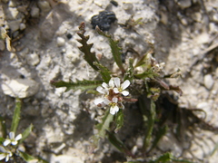 Neotorularia torulosa