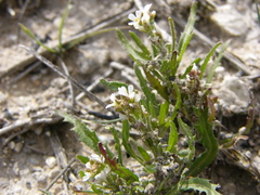 Neotorularia torulosa