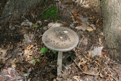 Amanita ceciliae