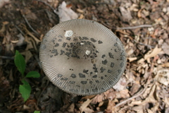 Amanita ceciliae