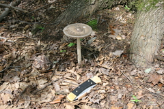 Amanita ceciliae