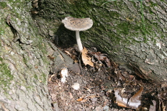 Amanita ceciliae